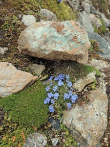 Eritrichium nanum, fiorellino somigliante al non-ti-scordar-di-me, accanto ad un ciottolo di listvenite, roccia prodotta dalla carbonatazione delle serpentiniti nelle faglie profonde.