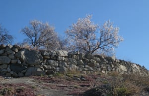 13.Terrazzamenti in granito da massi erratici, poggianti su marmo affiorante. Truc Sant’Elena, Saint-Pierre.