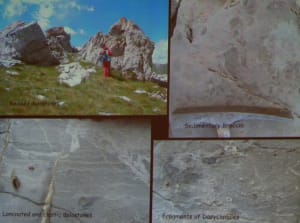 3. Microfossili valdostani: foraminiferi nelle dolomie del Gran Pays (Quart AO). Da Ciarapica et al., 2013