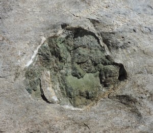 09. Ciottoli di metabasiti (antichi magmi solidificati sull'originario fondo oceanico) inglobati nei sedimenti marini e ricristallizzati.