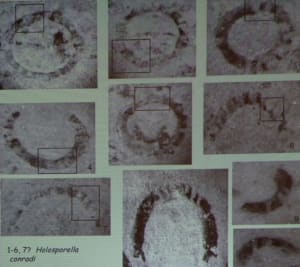 4. Ingrandimento e parziale identificazione dei foraminiferi del Gran Pays. Da Ciarapica et al., 2013.