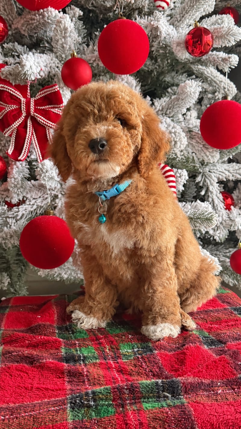 Cachorro junto a su nueva familia feliz