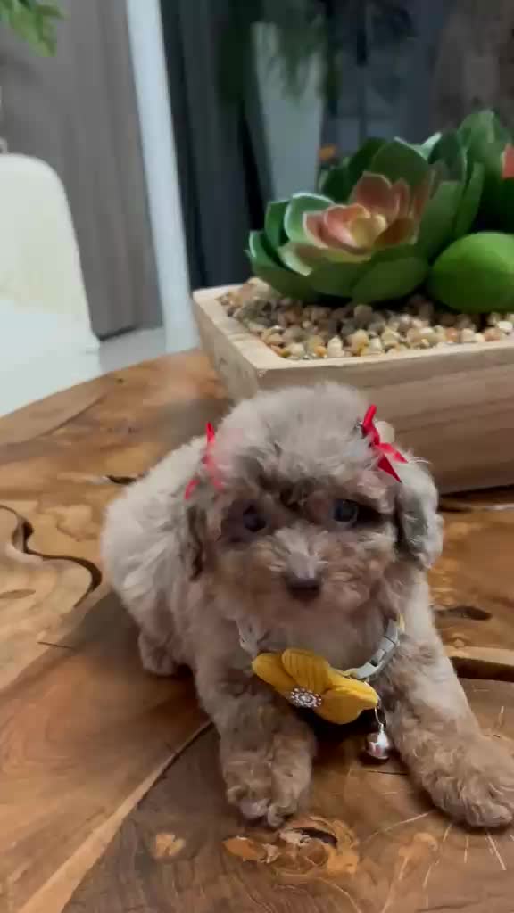Video de cachorro en su nuevo hogar familiar
