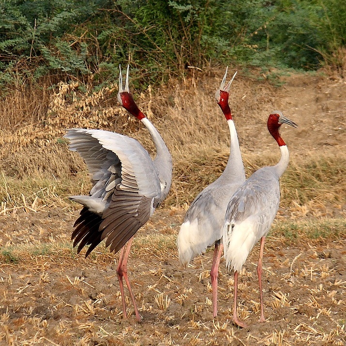 Sarus Crane photo 3