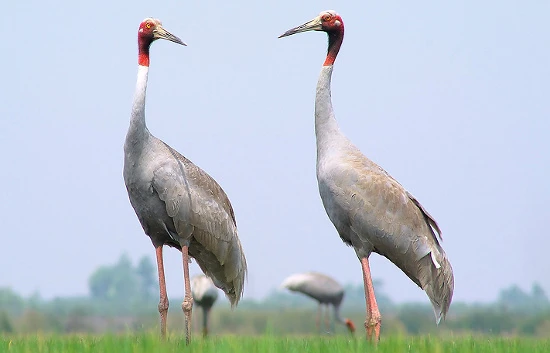 Sarus Crane photo 2