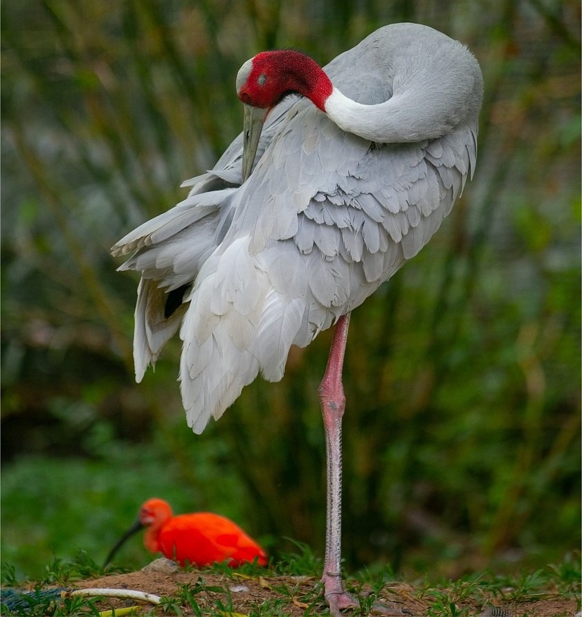Sarus Crane photo 1