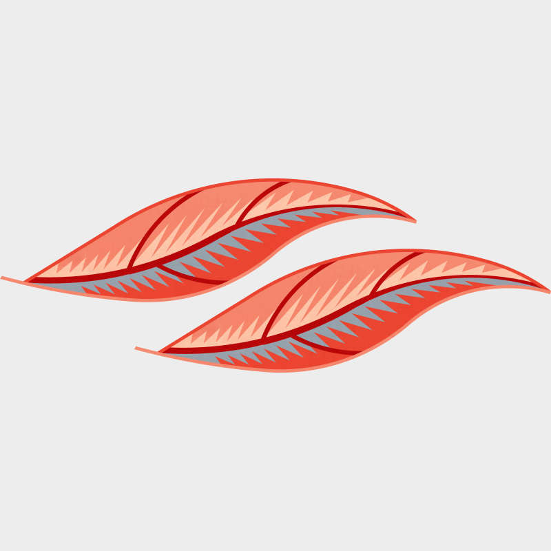 Coral