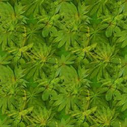 Northcott - Passion - 24497-76