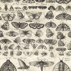 Free Spirit - Palette Charcoal - PWTH315.CHARCOAL Charcoal Moths-Version B