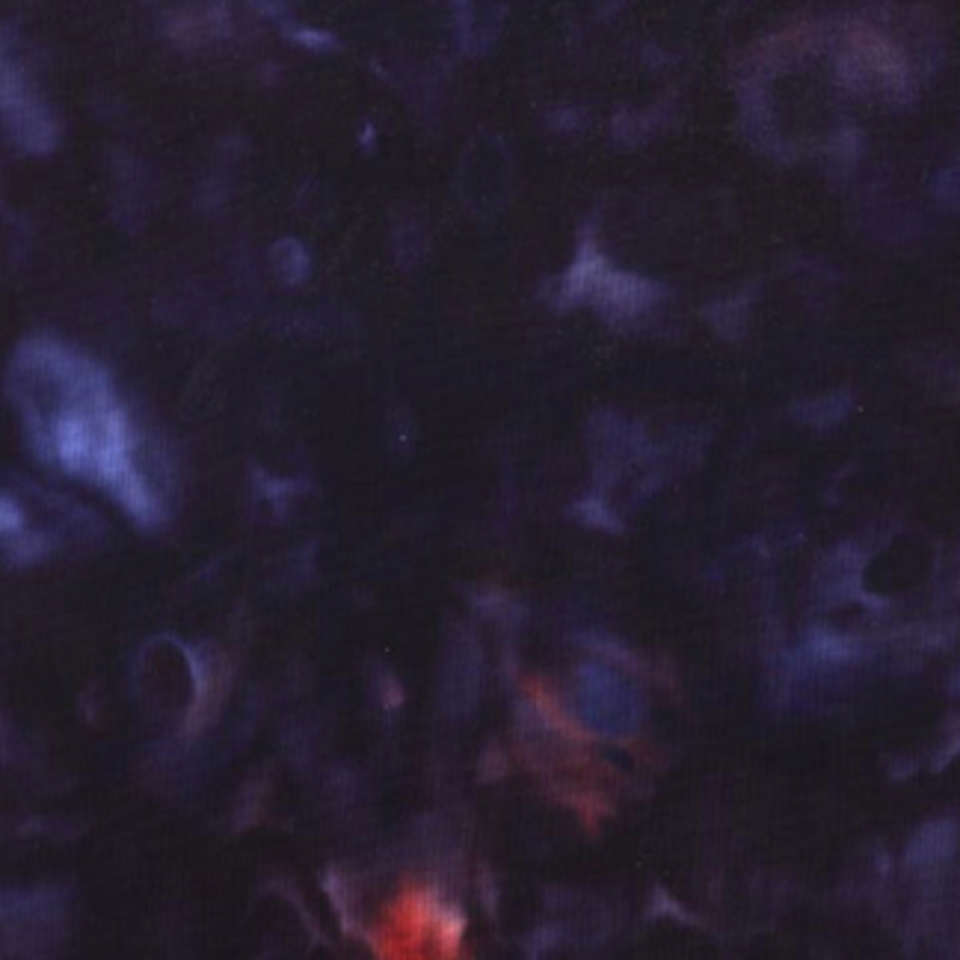 Hoffman California Fabrics - Shine On - 839 85-Blackberry