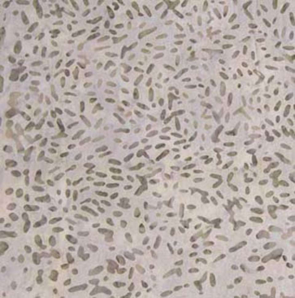 Northcott - Ketan - 81000-135