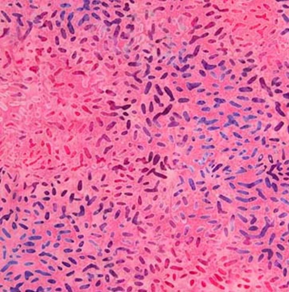 Northcott - Ketan - 81000-230