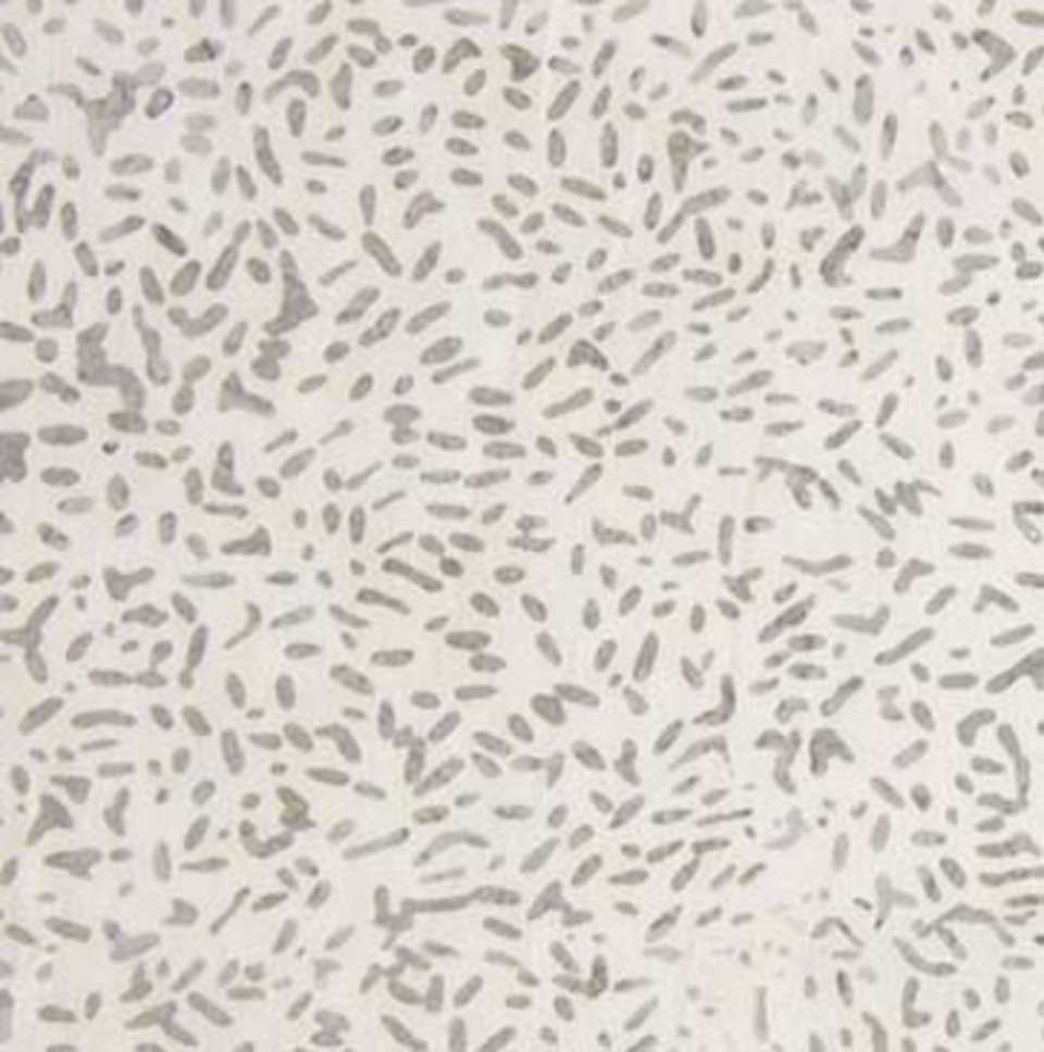 Northcott - Ketan - 81000-130