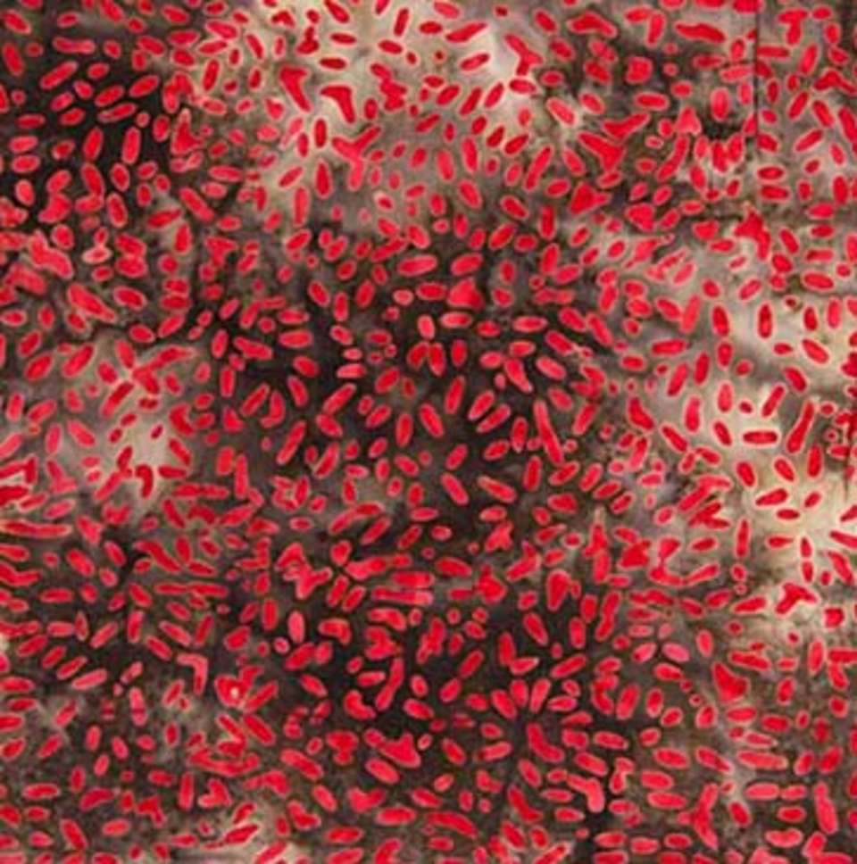 Northcott - Ketan - 81000-252