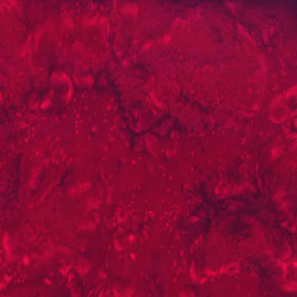 Hoffman California Fabrics - 2020 Winter Batiks - 1895 231-Garnet