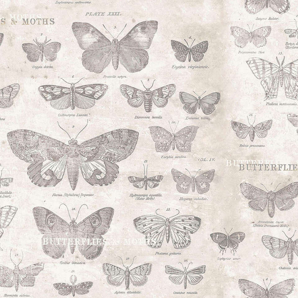 Free Spirit - Monochrome - PWTH004.PARCHMENT Butterflies