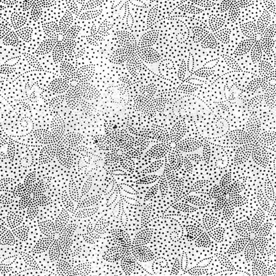 Hoffman California Fabrics - Cookies and Cream - T2439-163-Zebra