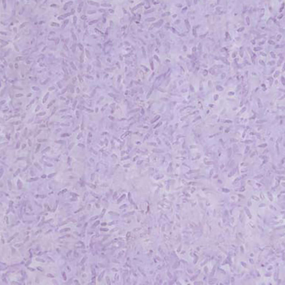 Banyan Batiks - Candy Wafers Lustre - 81000-830