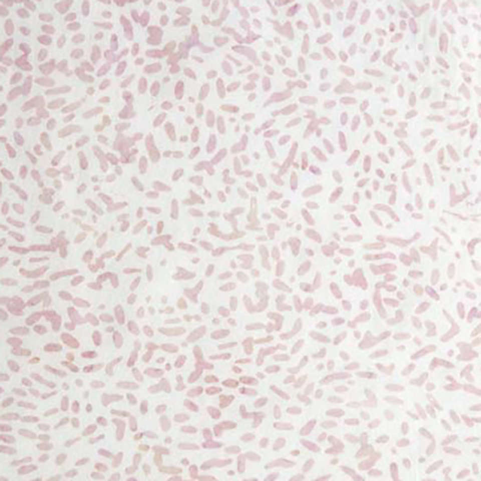 Banyan Batiks - Color Me Banyan-Bear Paw Plaid - 81000-200