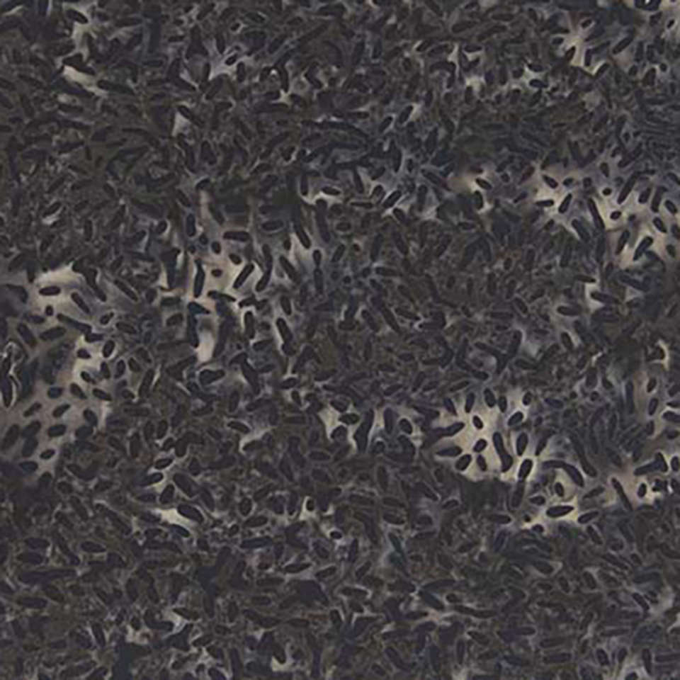 Banyan Batiks - Color Me Banyan-Bear Paw Plaid - 81000-980