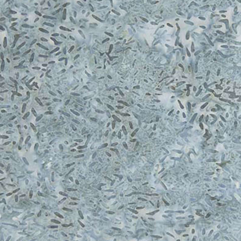 Banyan Batiks - Color Me Banyan-Bear Paw Plaid - 81000-442