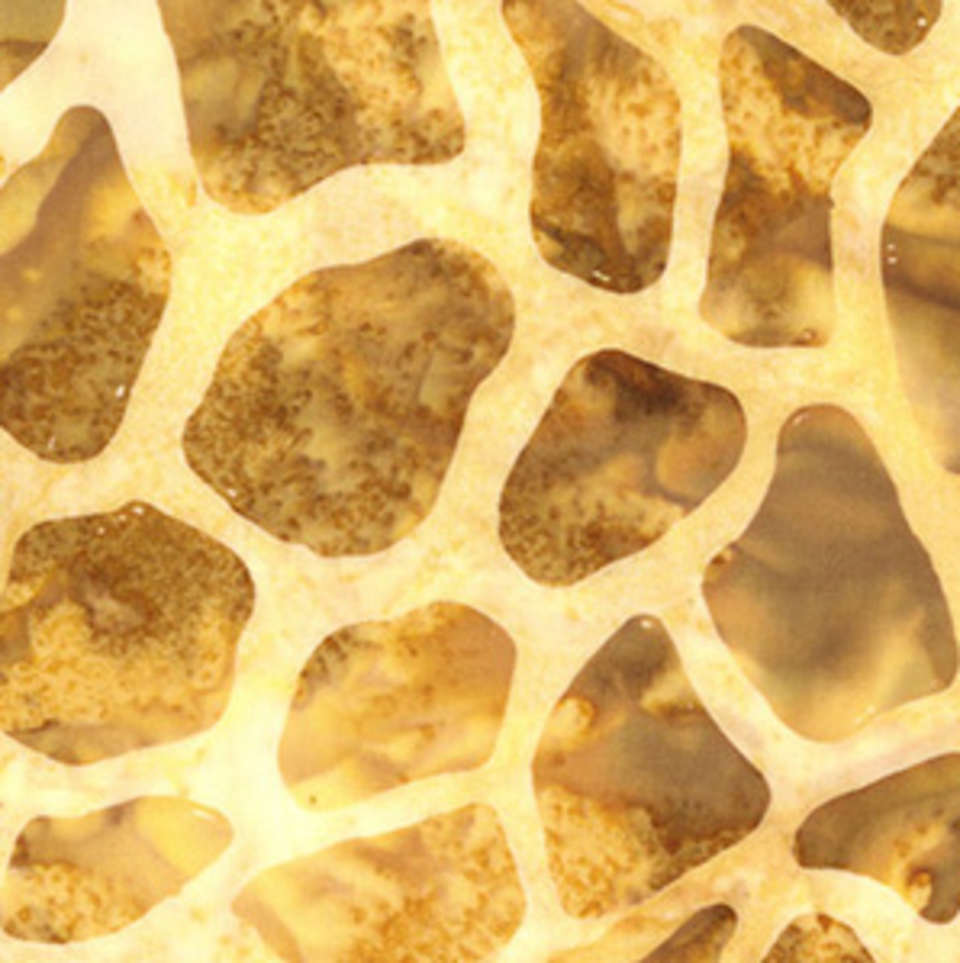 Hoffman California Fabrics - Congo Bay - Warm - MR37-47-Gold