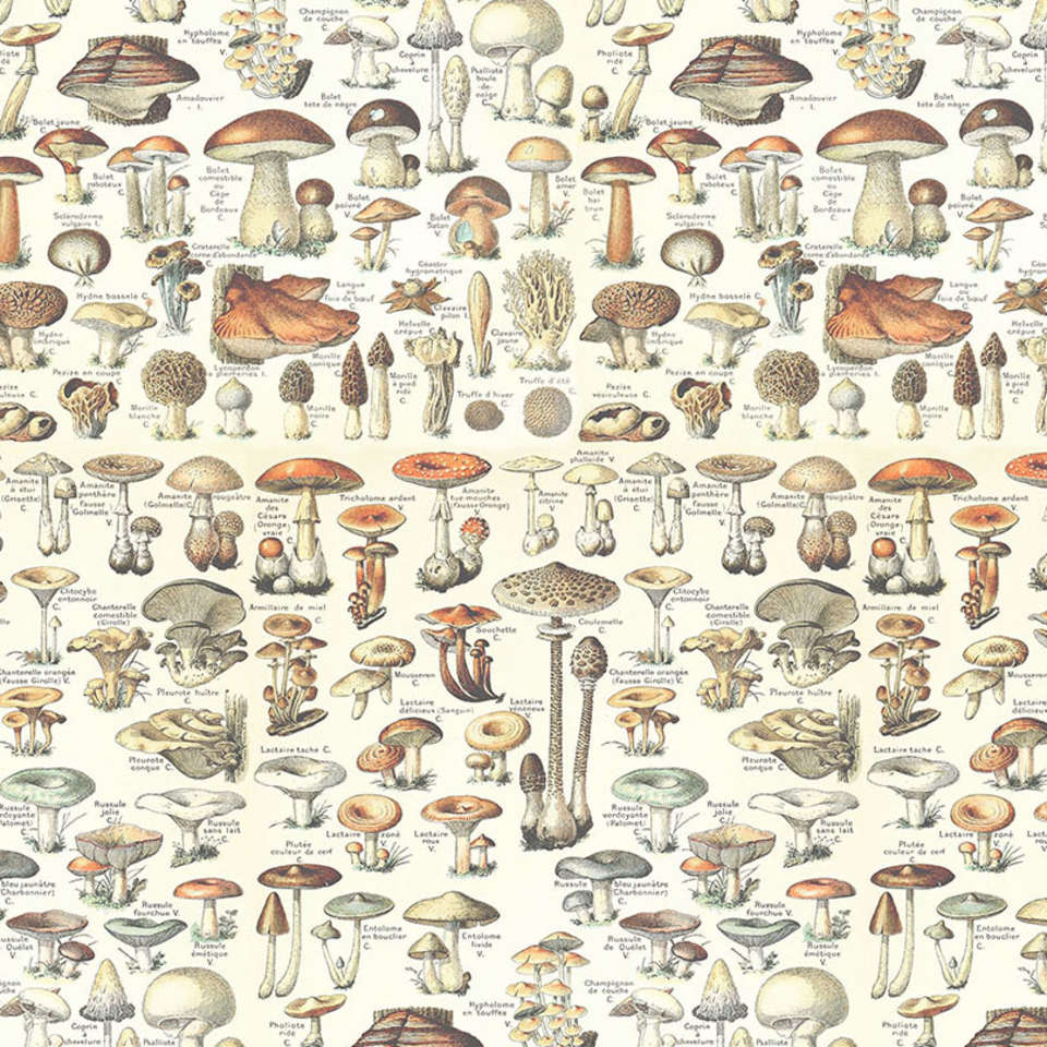 Free Spirit - Palette Orange - PWTH236.ORANGE