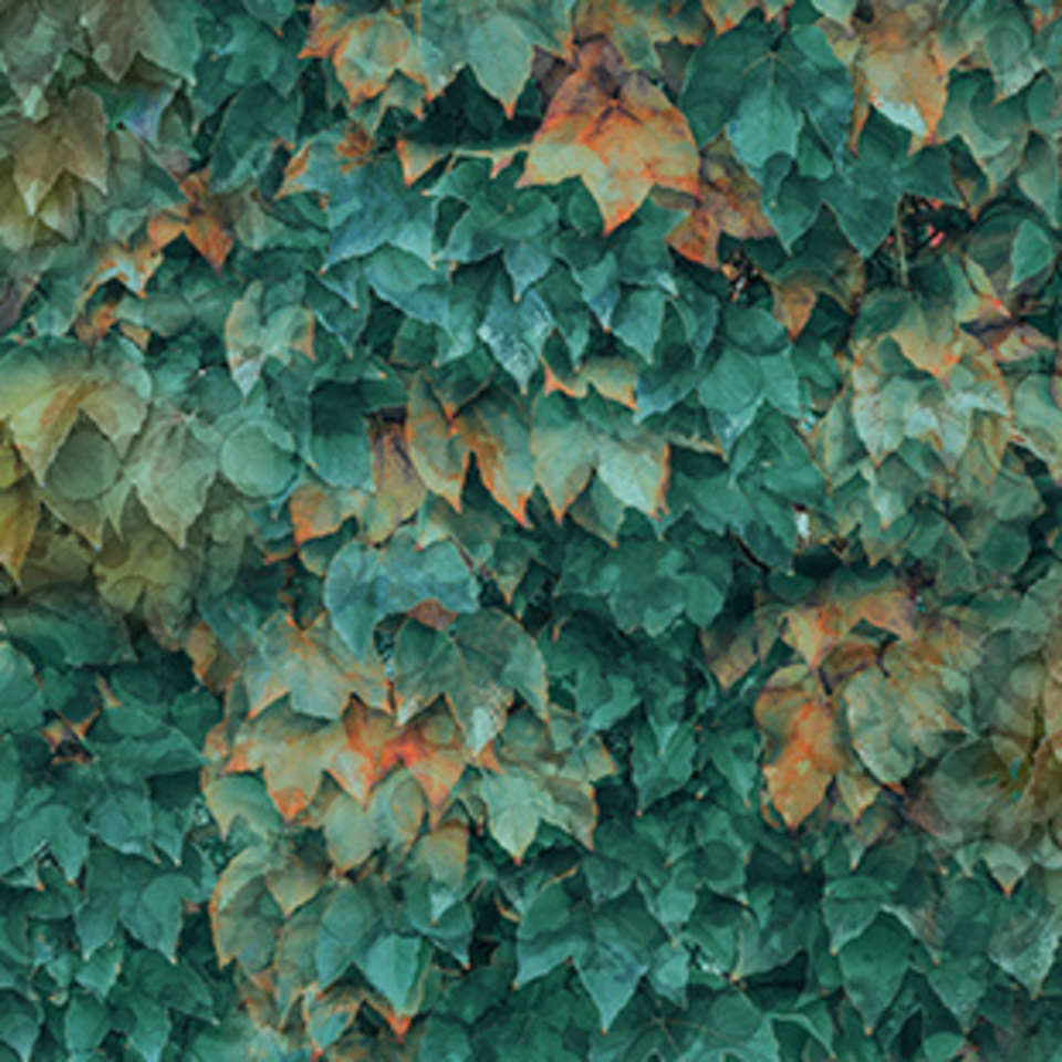 Northcott - Autumn Breeze - DP28059-66