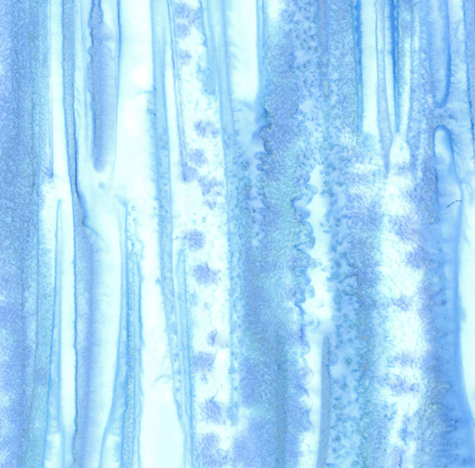 Hoffman California Fabrics - Bet on Blue - 1386-203-H2O