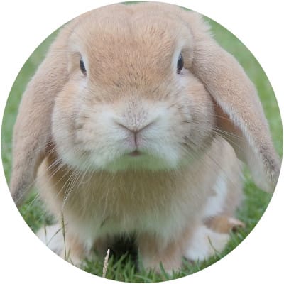 Compare Cheap Rabbit Insurance Online With Quotezone