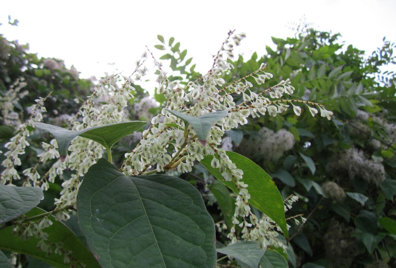 Does home insurance cover damage caused by Japanese knotweed? Quotezone