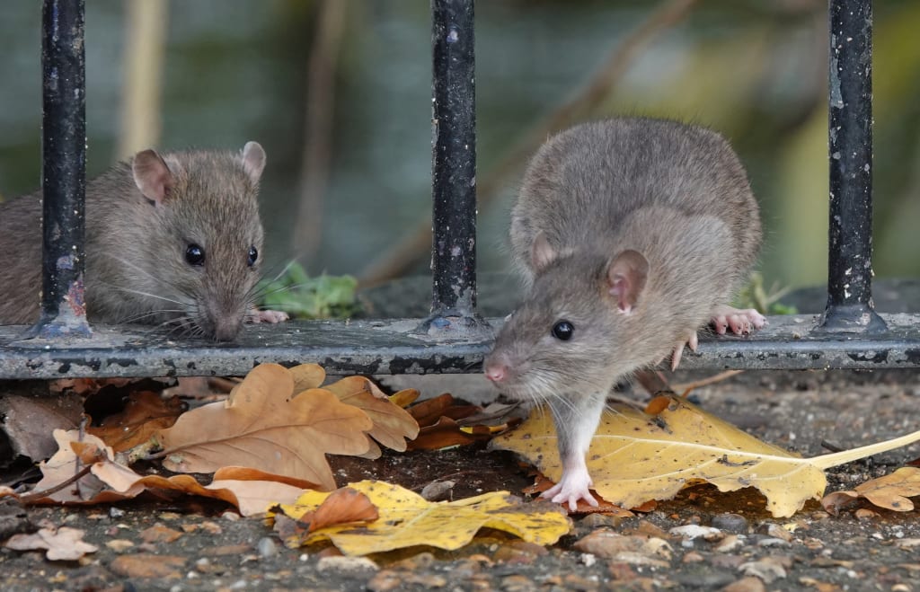 Two rats climbing through the railings of a fence