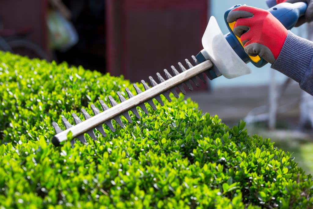 A gardener cutting hedges using an electric trimmer