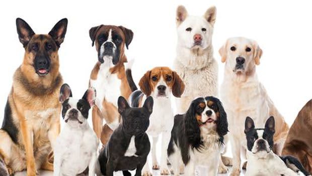 dog-breeds-lead.jpg.620x0_q80_crop-smart_upscale-true