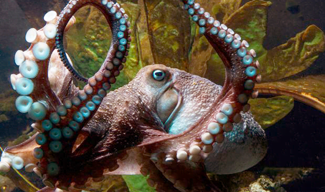 VegNews.Octopus