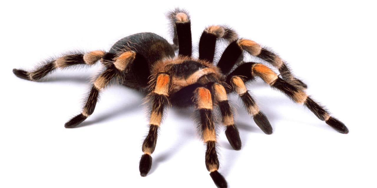 taratula