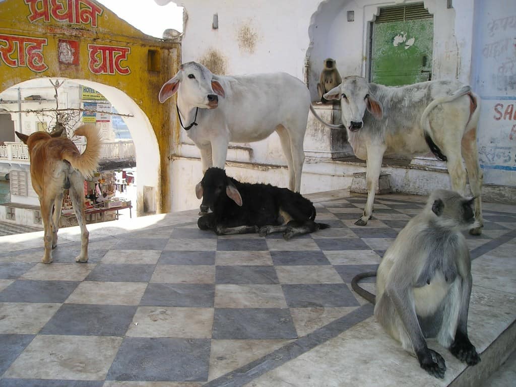 india-street-animals