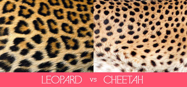 leopardvscheetah