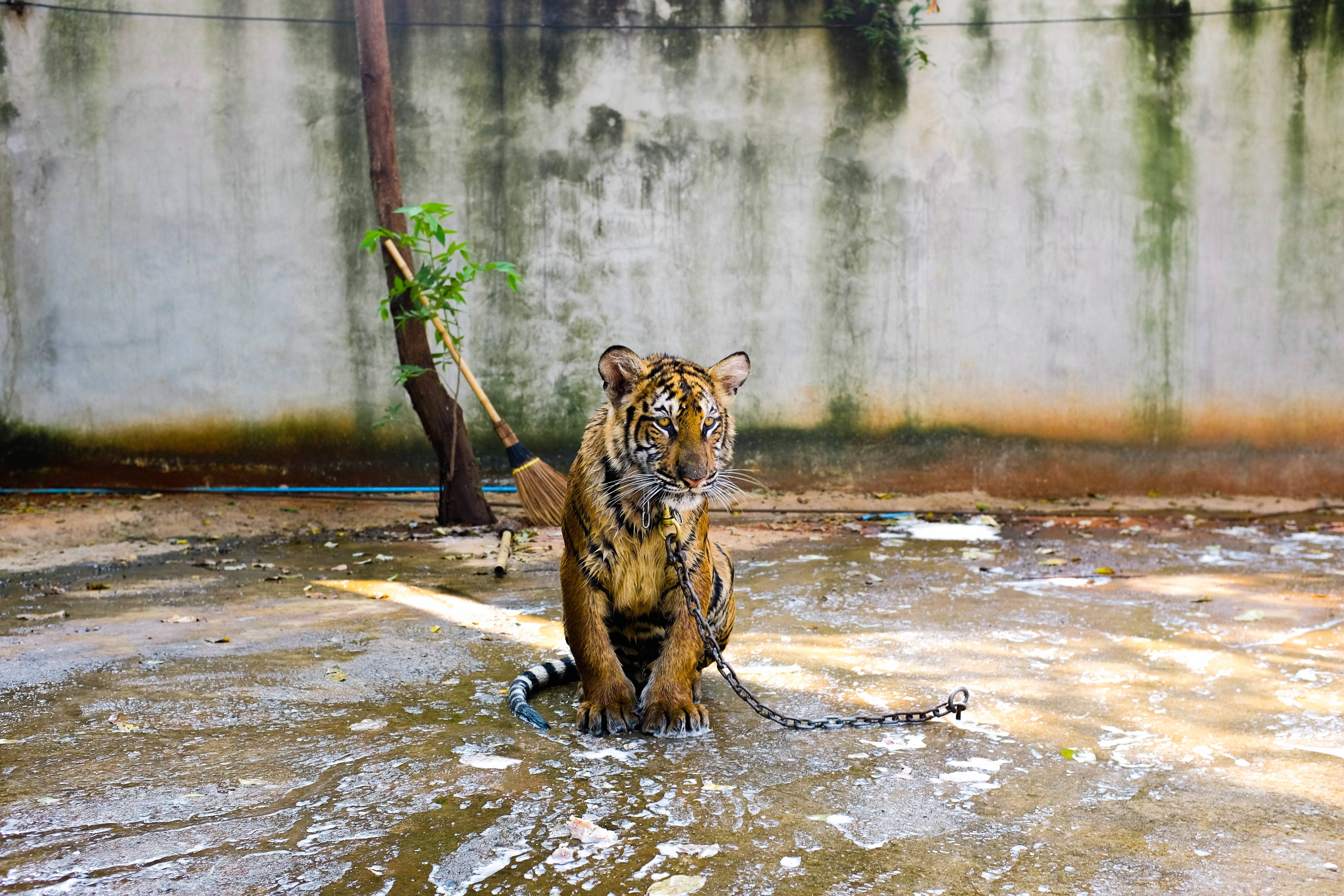 tiger-2