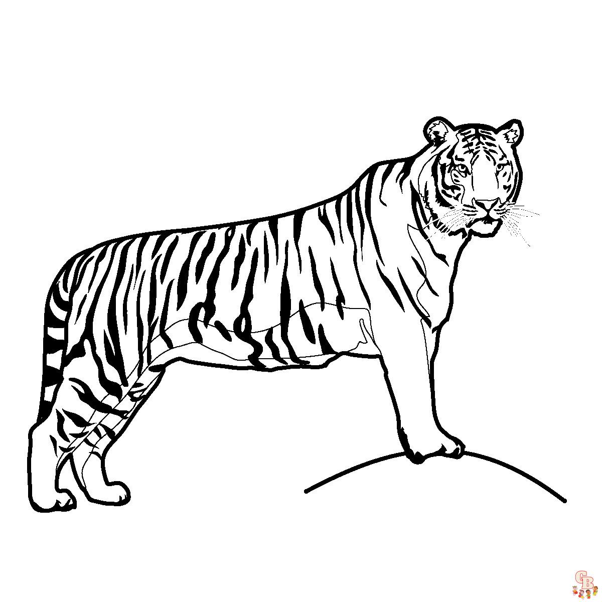 Tiger coloring pages (1)