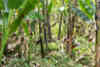 10 QWSTION BANANATEX ABACA HARVEST
