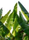 STARTPAGE QWSTION BANANATEX ABACA LEAVES