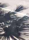 Thailand Palms Shadow ADK