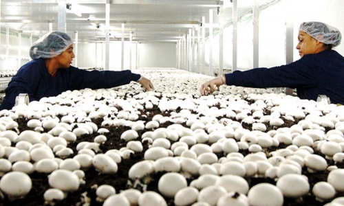 Organic Mushroom Farm