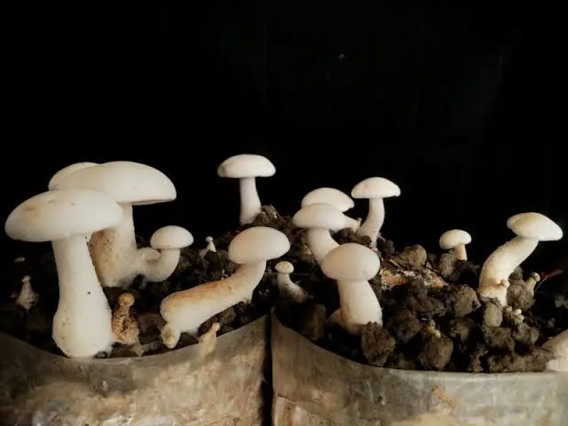 Mushroom Training