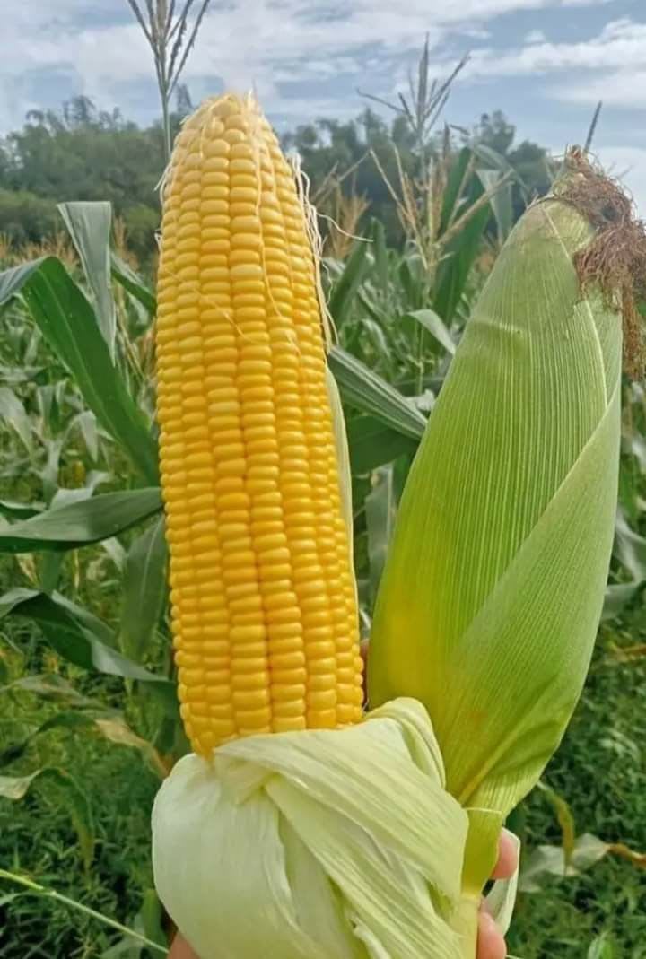 Yellow Corn