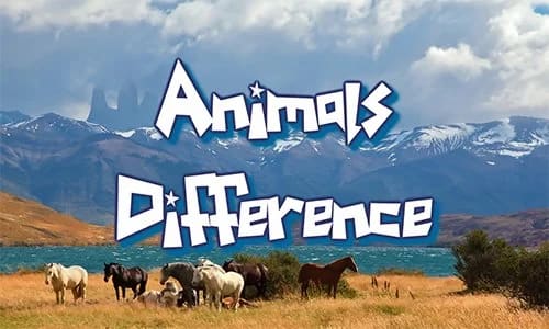 Animal Differences