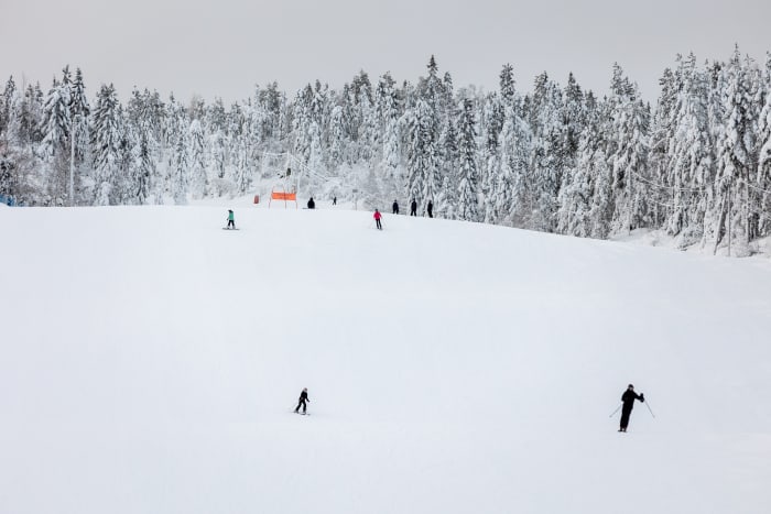 Skiers on a gentle slope through snow-laden forest at Vuokatti, Finland