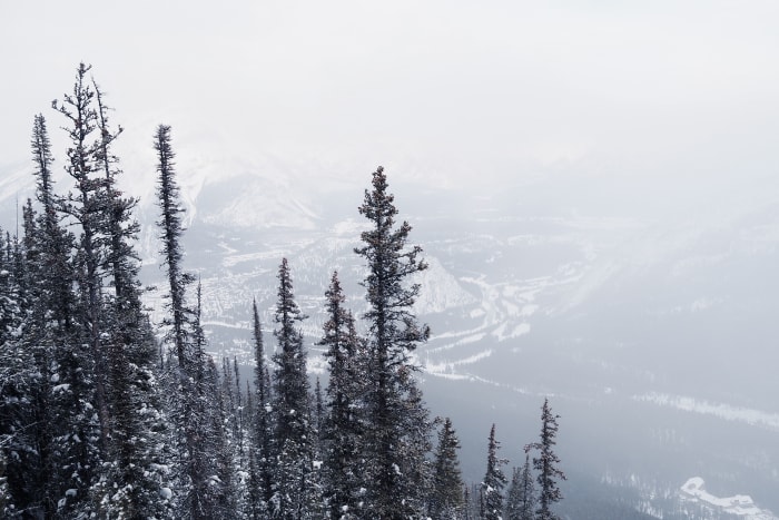 Snow-dusted evergreen trees overlooking a misty mountain valley in Banff National Park
