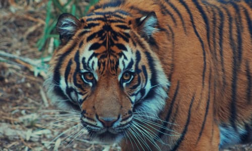 The Caged Predator: A Tiger's Tragic Journey from Forest to Zoo